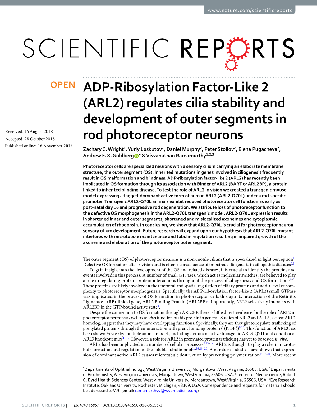 (ARL2) Regulates Cilia Stability and Development of Outer Segments In