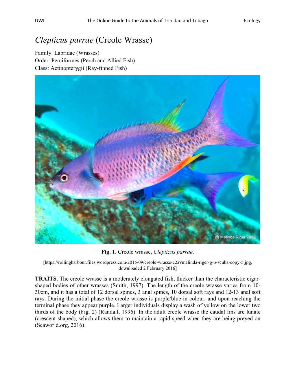 Clepticus Parrae (Creole Wrasse) Family: Labridae (Wrasses) Order: Perciformes (Perch and Allied Fish) Class: Actinopterygii (Ray-Finned Fish)