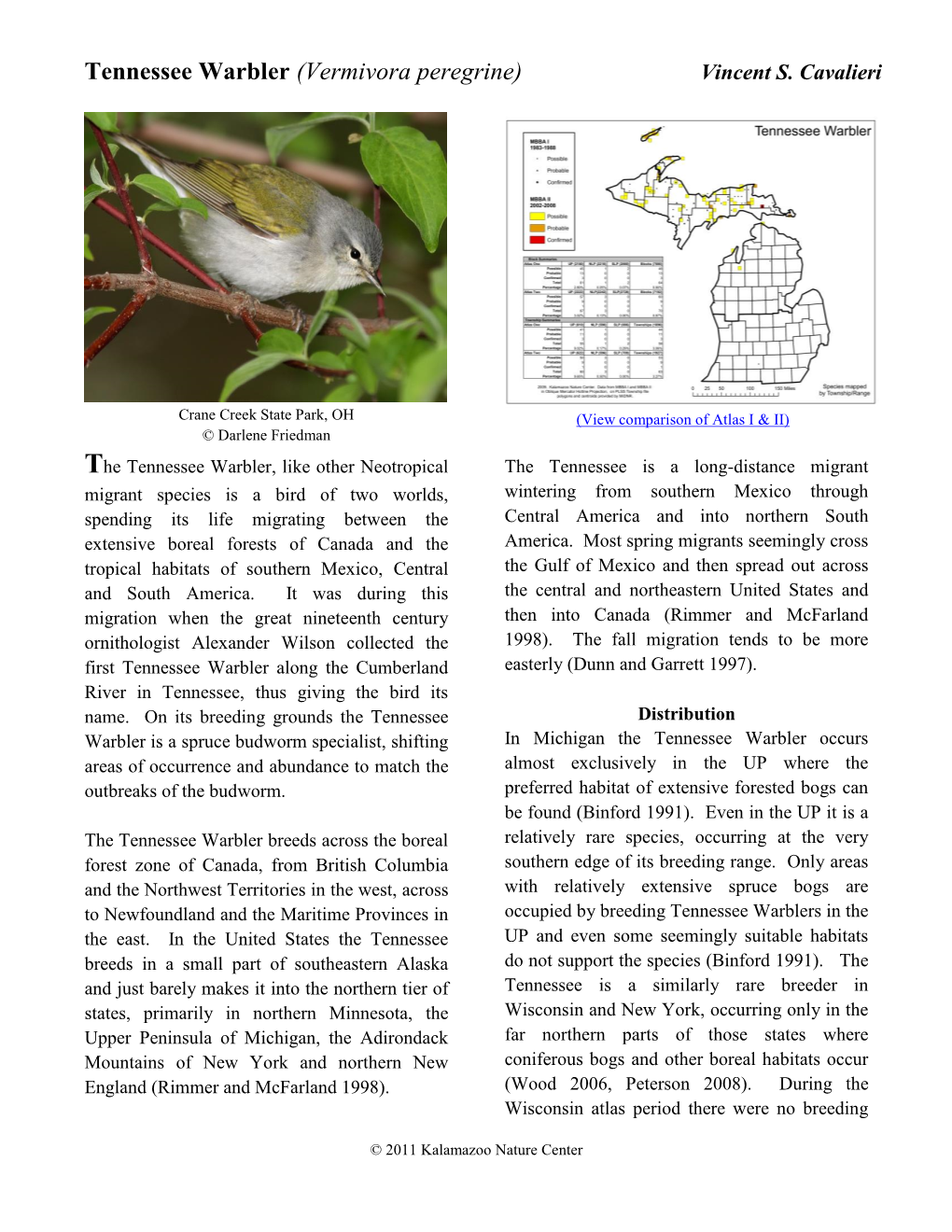 Tennessee Warbler (Vermivora Peregrine) Vincent S