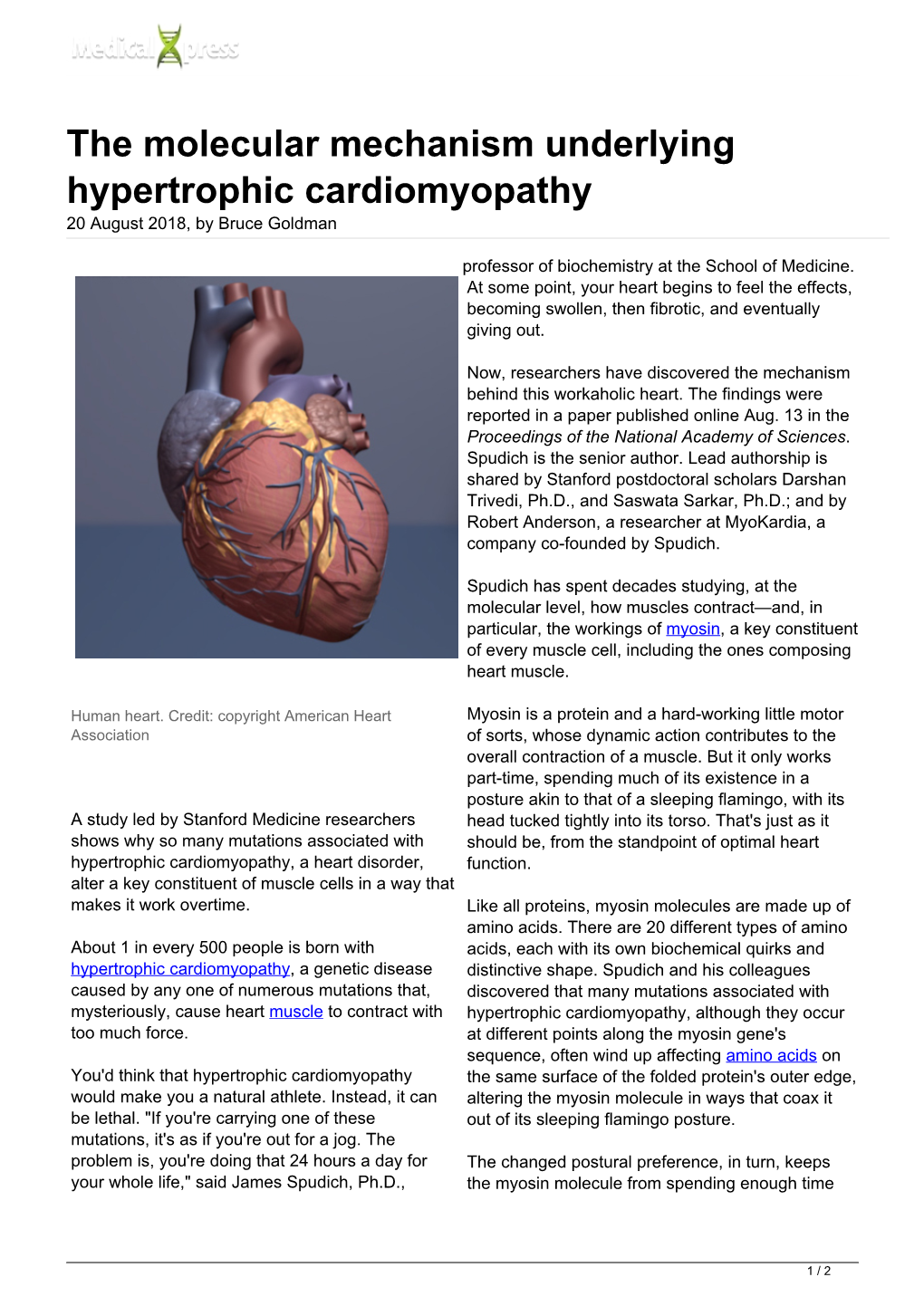 The Molecular Mechanism Underlying Hypertrophic Cardiomyopathy 20 August 2018, by Bruce Goldman