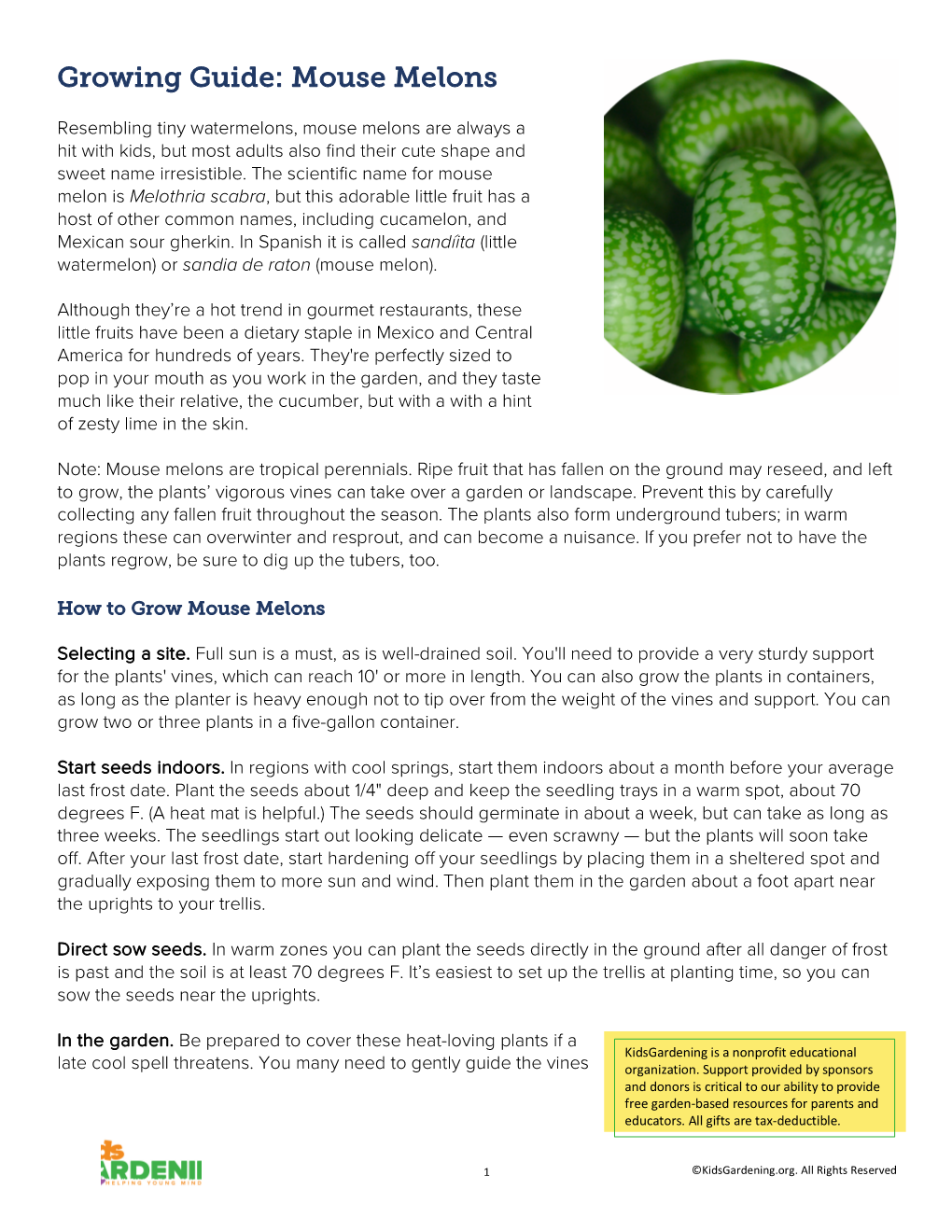 Growing Guide: Mouse Melons