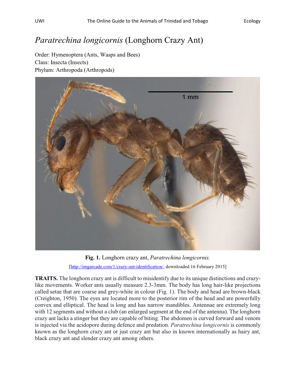 Paratrechina Longicornis (Longhorn Crazy Ant)