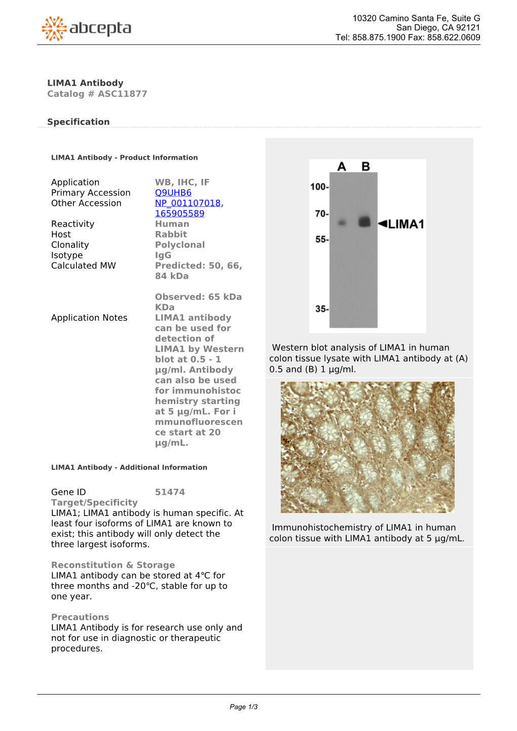 LIMA1 Antibody Catalog # ASC11877