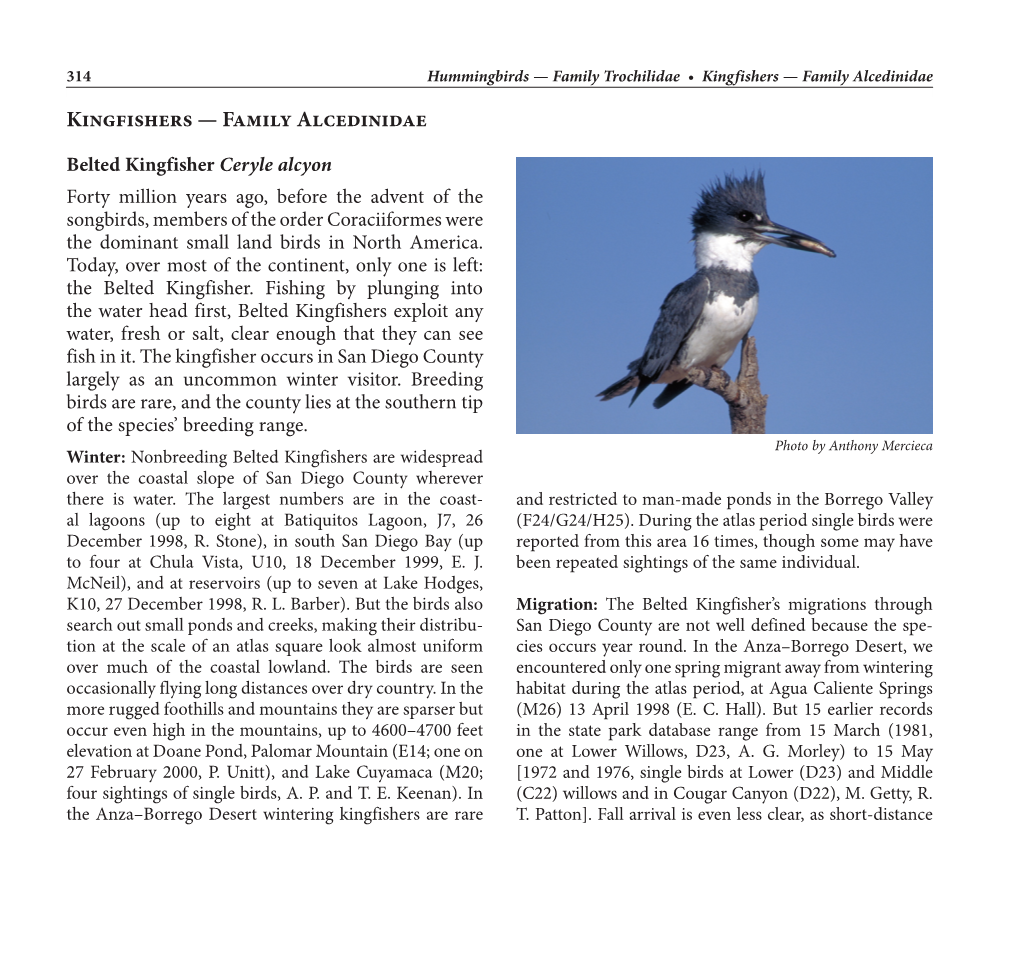 Kingfishers — Family Alcedinidae