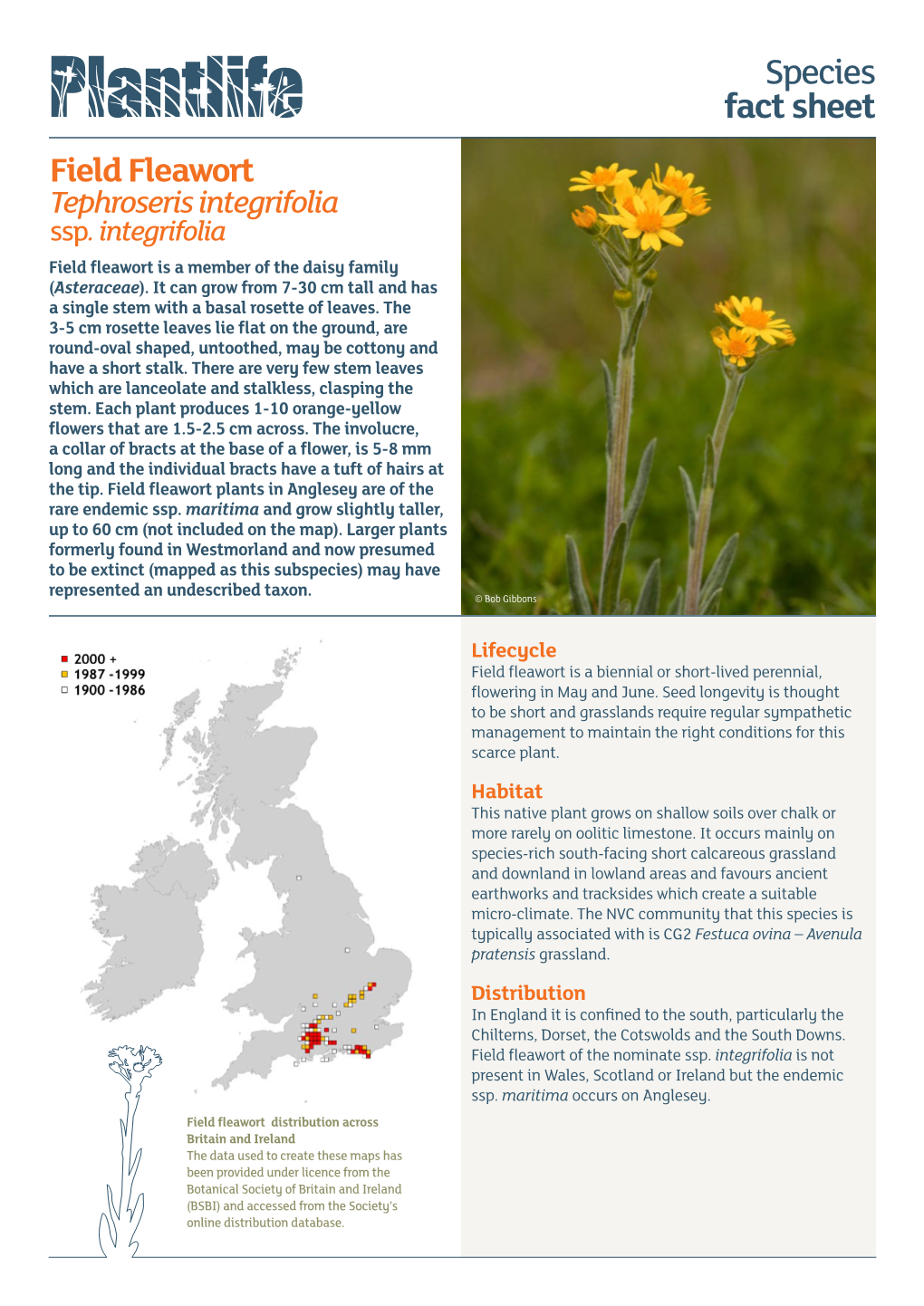 Field Fleawort Tephroseris Integrifolia Ssp