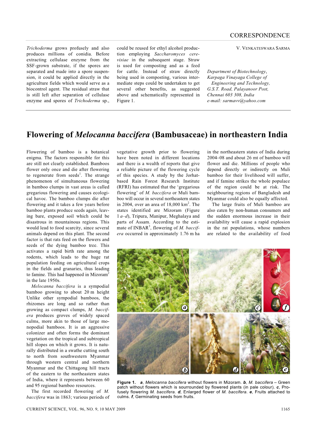 Flowering of Melocanna Baccifera (Bambusaceae) in Northeastern India