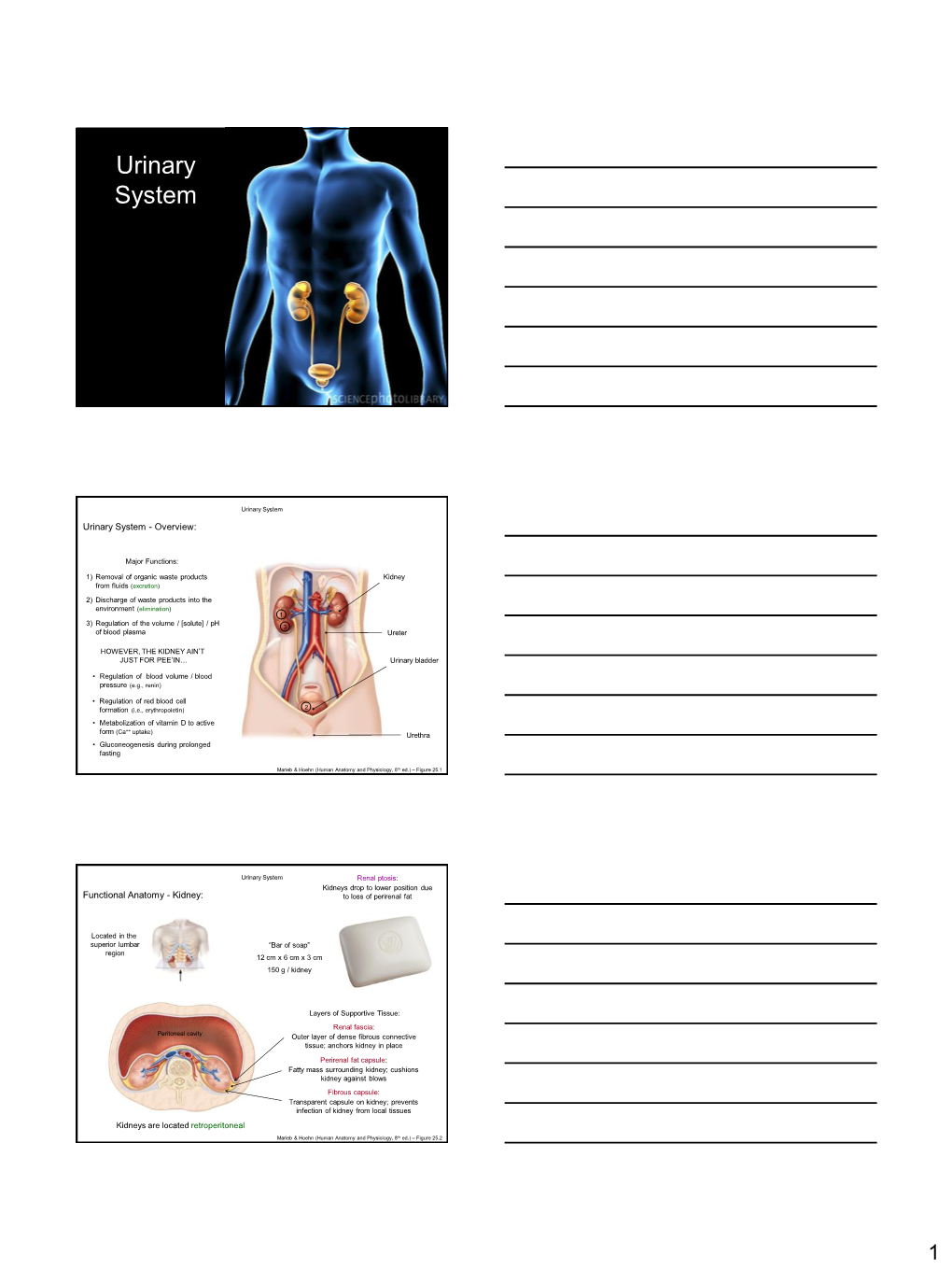 Urinary System