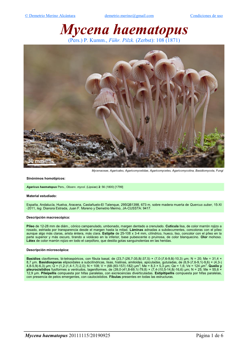 Mycena Haematopus