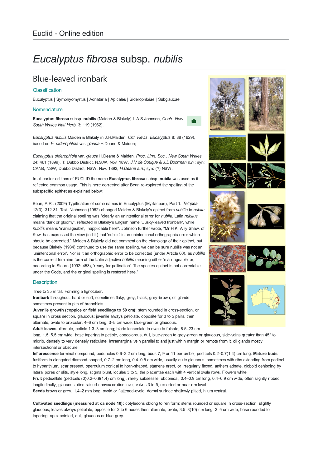 Eucalyptus Fibrosa Subsp. Nubilis Blue-Leaved Ironbark Classification Eucalyptus | Symphyomyrtus | Adnataria | Apicales | Siderophloiae | Subglaucae Nomenclature