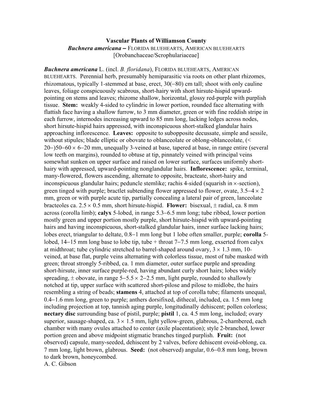 Vascular Plants of Williamson County Buchnera Americana − FLORIDA BLUEHEARTS, AMERICAN BLUEHEARTS [Orobanchaceae/Scrophulariaceae]