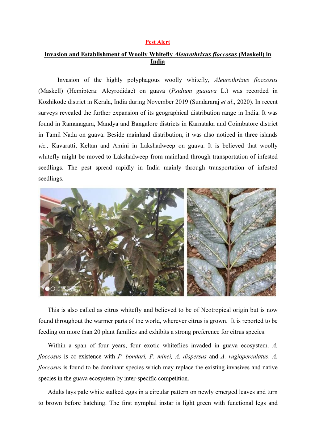 Invasion and Establishment of Woolly Whitefly Aleurothrixus Floccosus (Maskell) in India