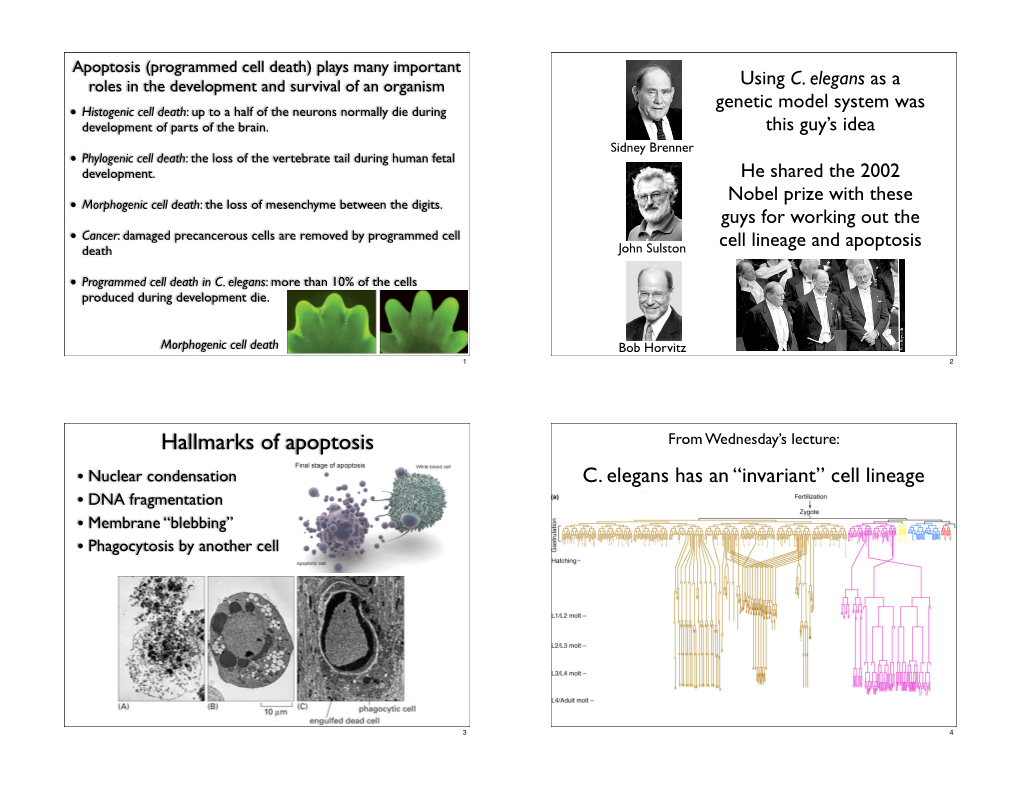 Hallmarks of Apoptosis from Wednesday’S Lecture: • Nuclear Condensation C