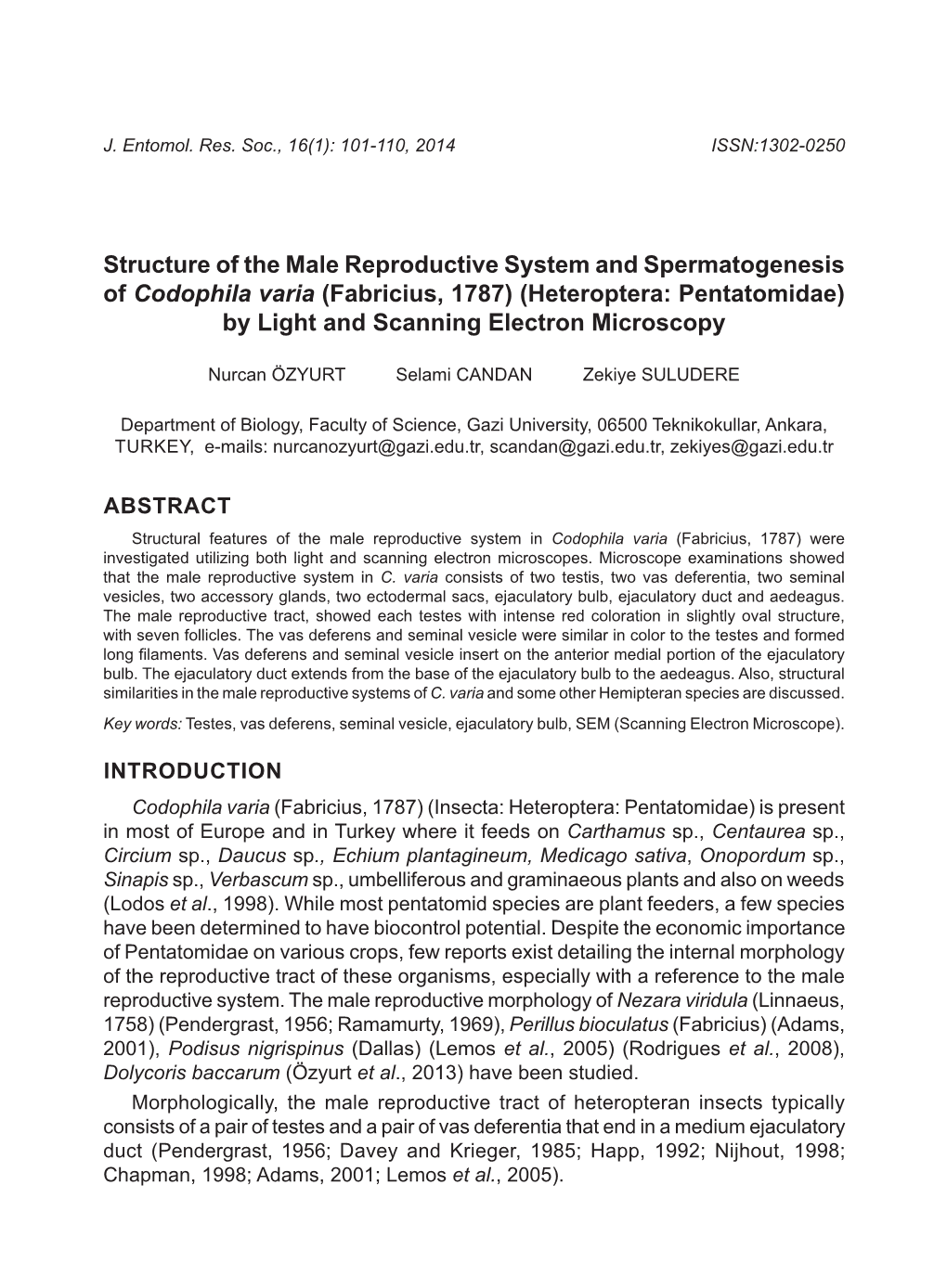 Structure of the Male Reproductive System and Spermatogenesis Of