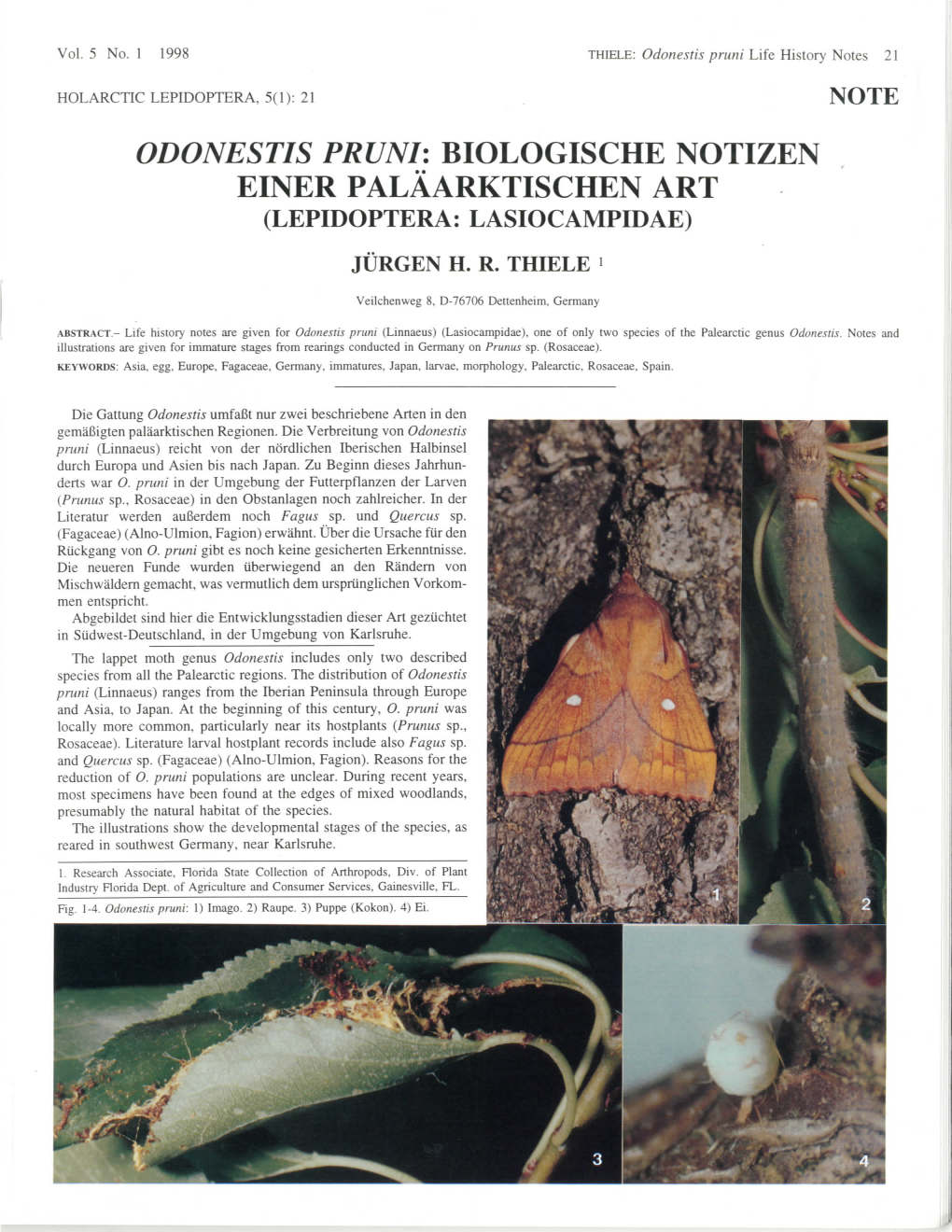 Odonestis Pruni: Biologische Notizen Einer Palaarktischen Art (Lepidoptera: Lasiocampidae) Jurgen H