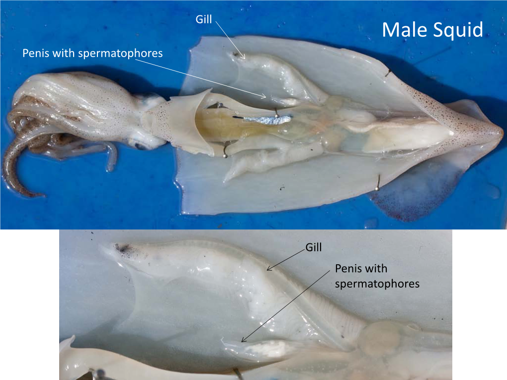 Male Squid Penis with Spermatophores