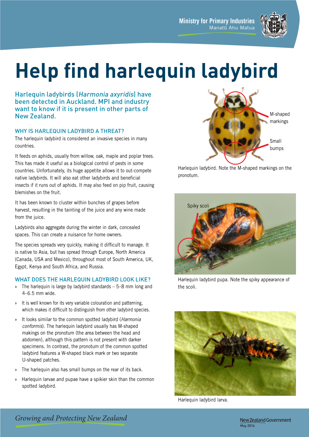 Harlequin Ladybirds (Harmonia Axyridis) Factsheet 2016