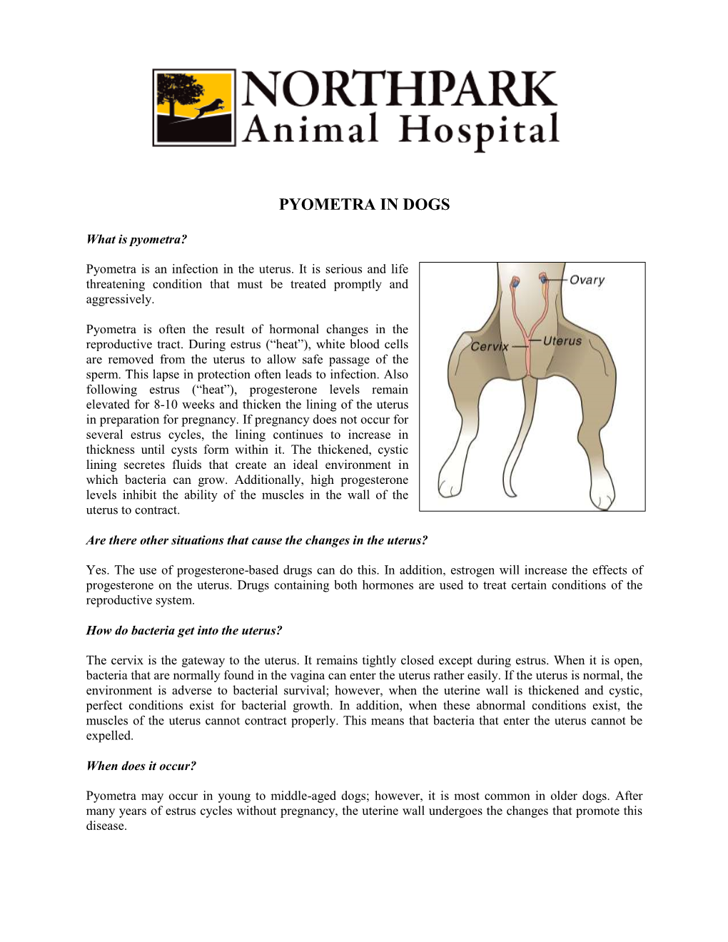 Pyometra in Dogs