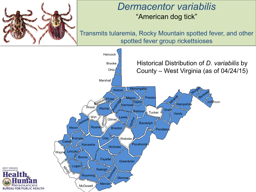 Dermacentor Variabilis “American Dog Tick”
