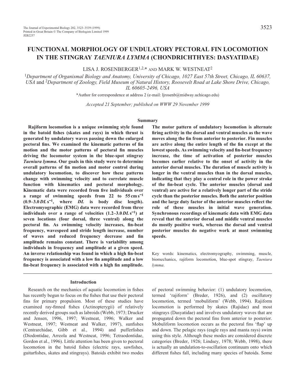 Functional Morphology of Stingray Locomotion 3525