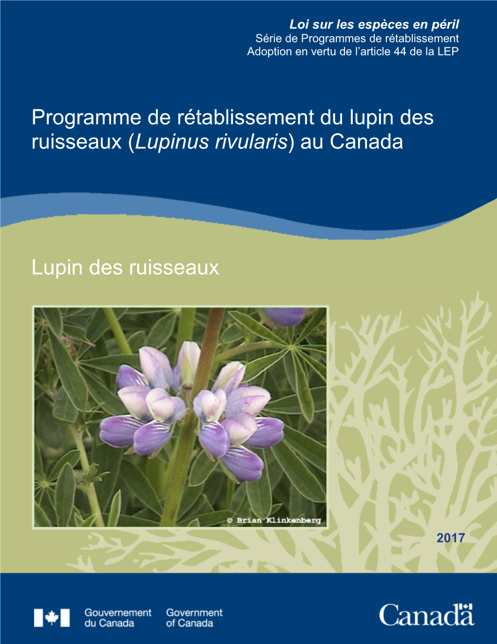 Lupin Des Ruisseaux (Lupinus Rivularis) Au Canada