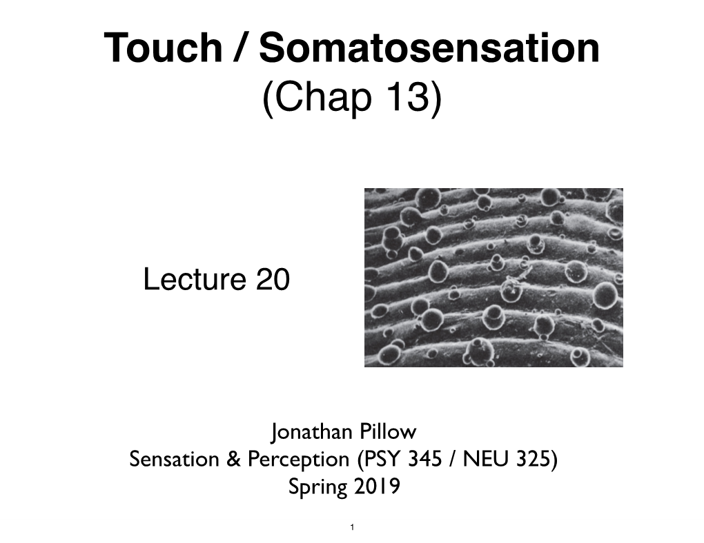 Touch / Somatosensation (Chap 13)
