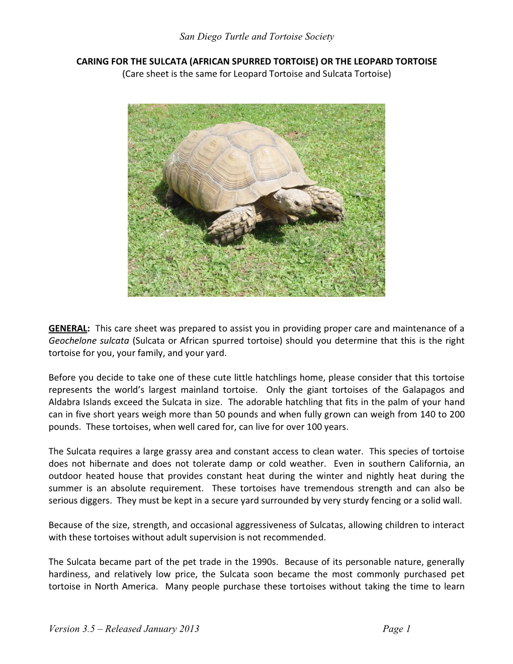 African Spurred Tortoise Care Sheet
