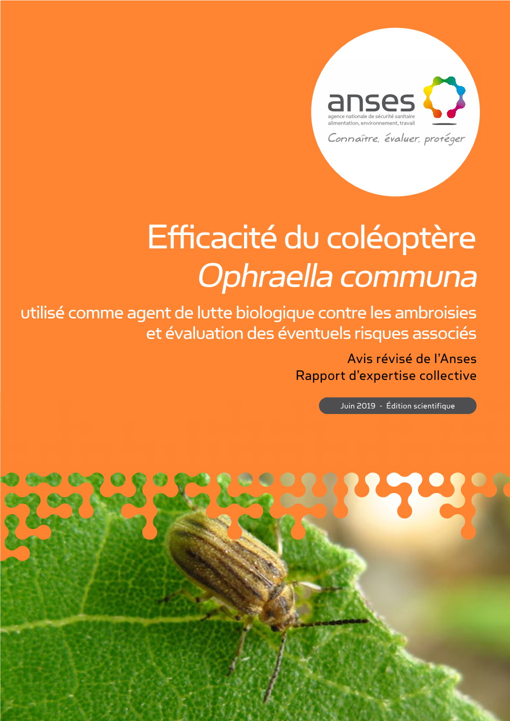 AVIS Révisé Et RAPPORT De L'anses Relatif À L'efficacité Du Coléoptère