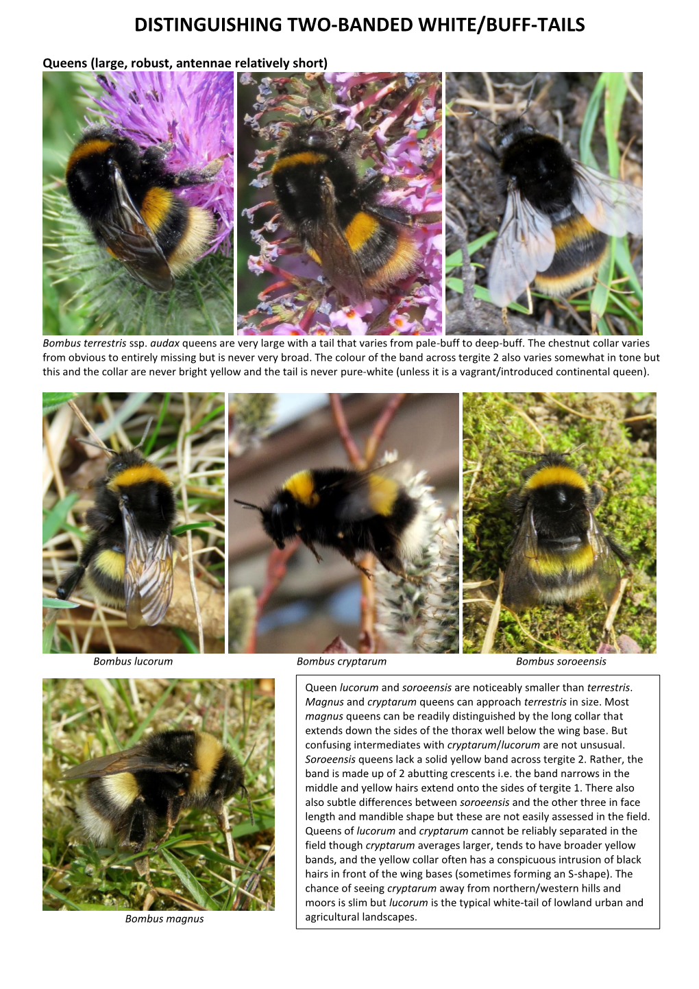 Distinguishing Bombus Vestalis