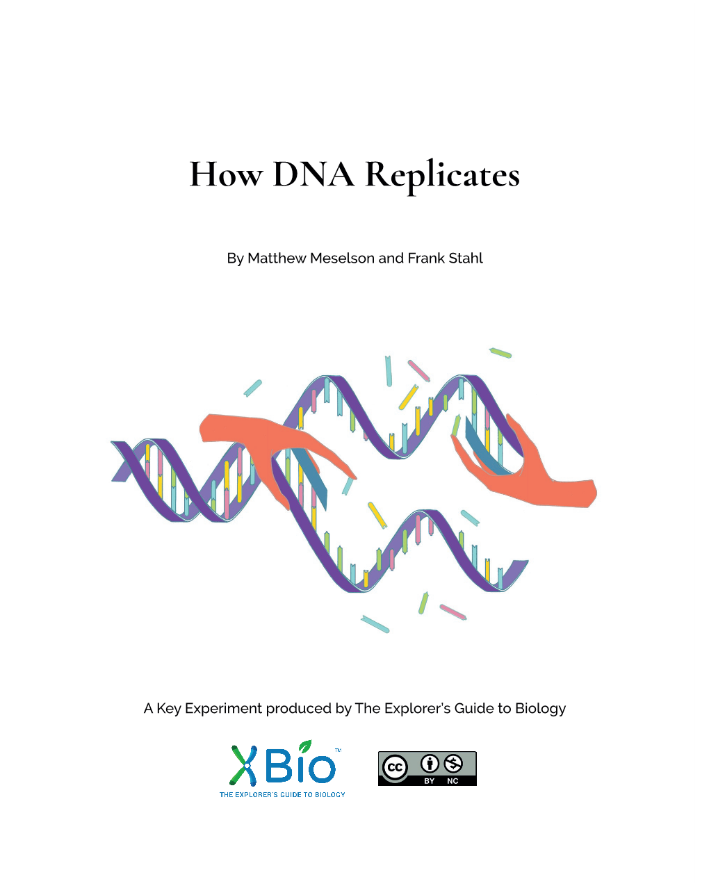 How DNA Replicates