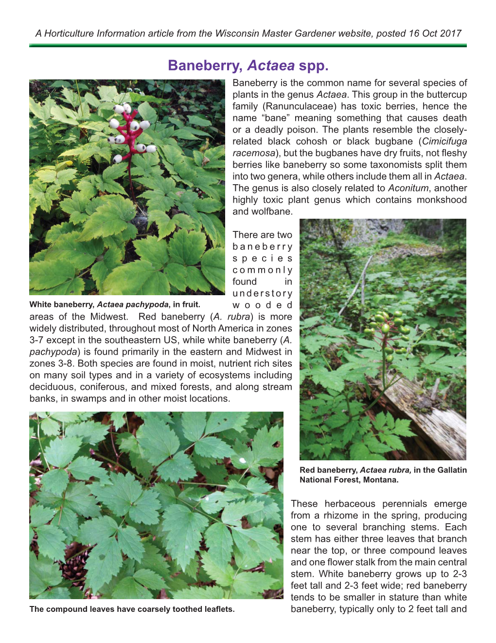 Baneberry, Actaea Spp. Baneberry Is the Common Name for Several Species of Plants in the Genus Actaea