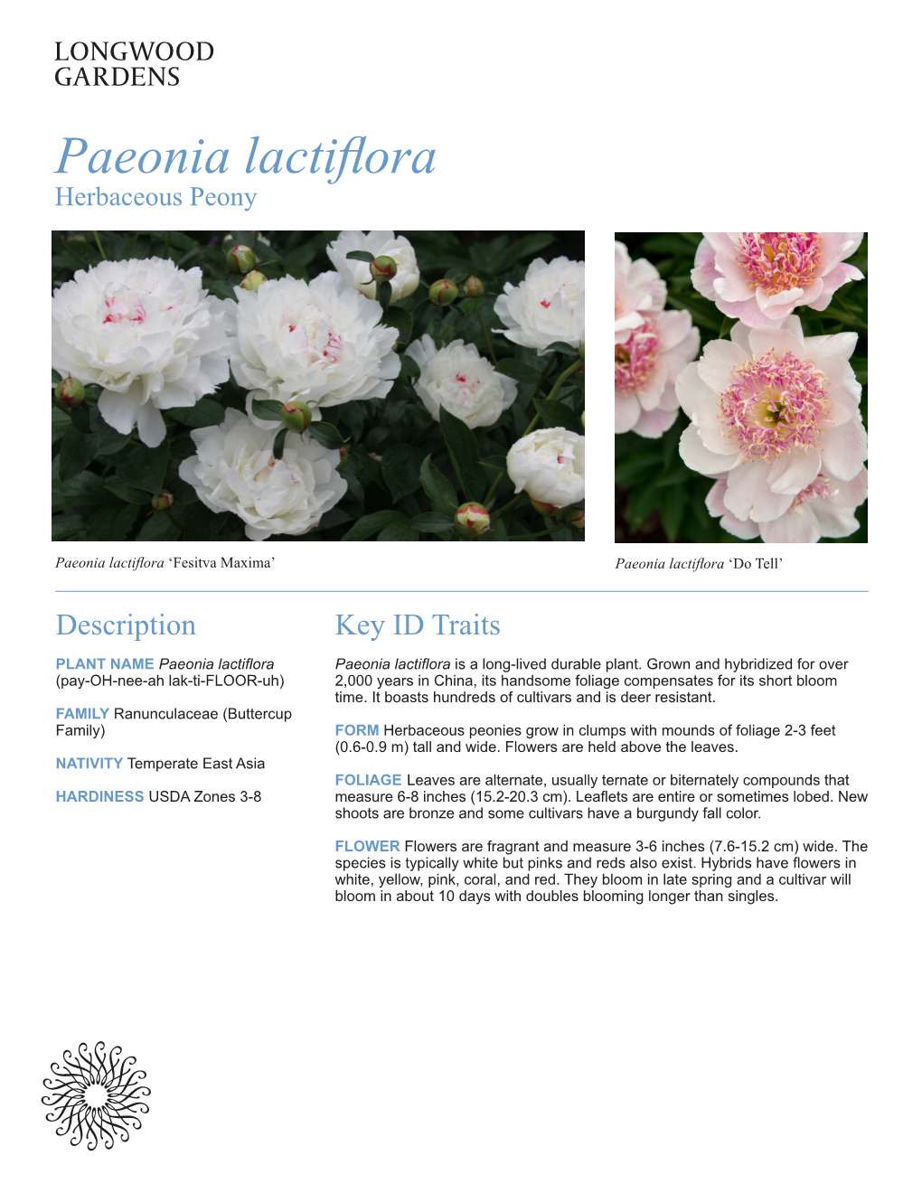 Paeonia Lactiflora Herbaceous Peony