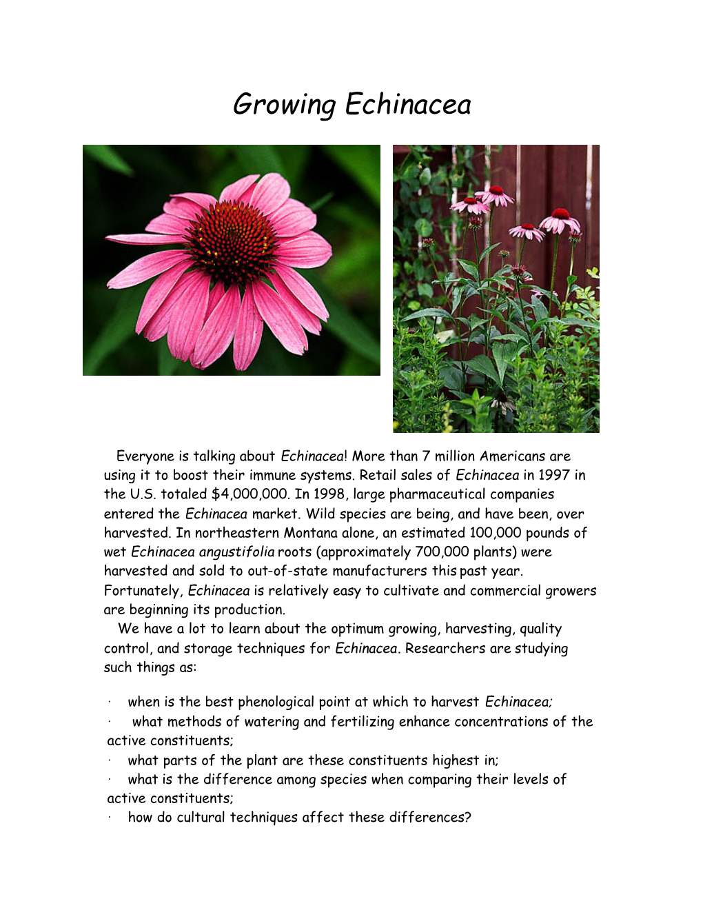 Growing Echinacea