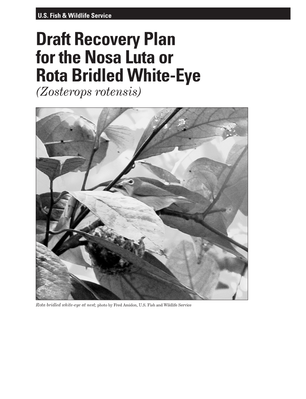 Draft Recovery Plan for the Nosa Luta Or Rota Bridled White-Eye (Zosterops Rotensis)