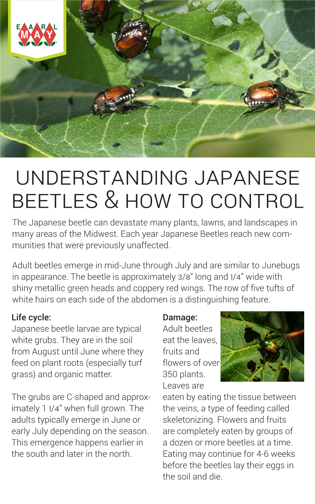Beetles & How to Control Understanding