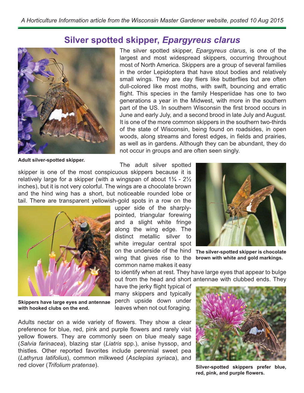 Silver Spotted Skipper, Epargyreus Clarus