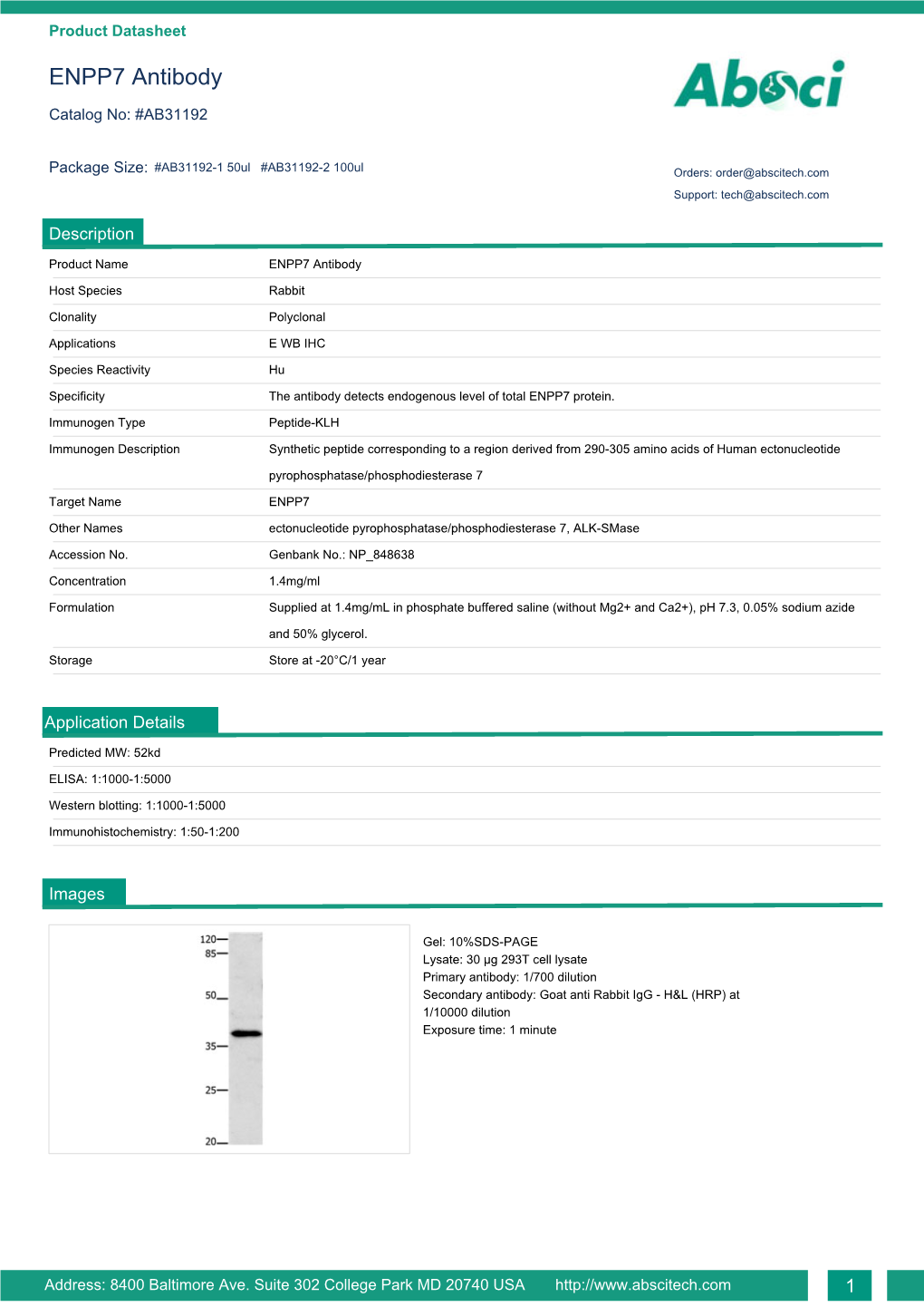 ENPP7 Antibody