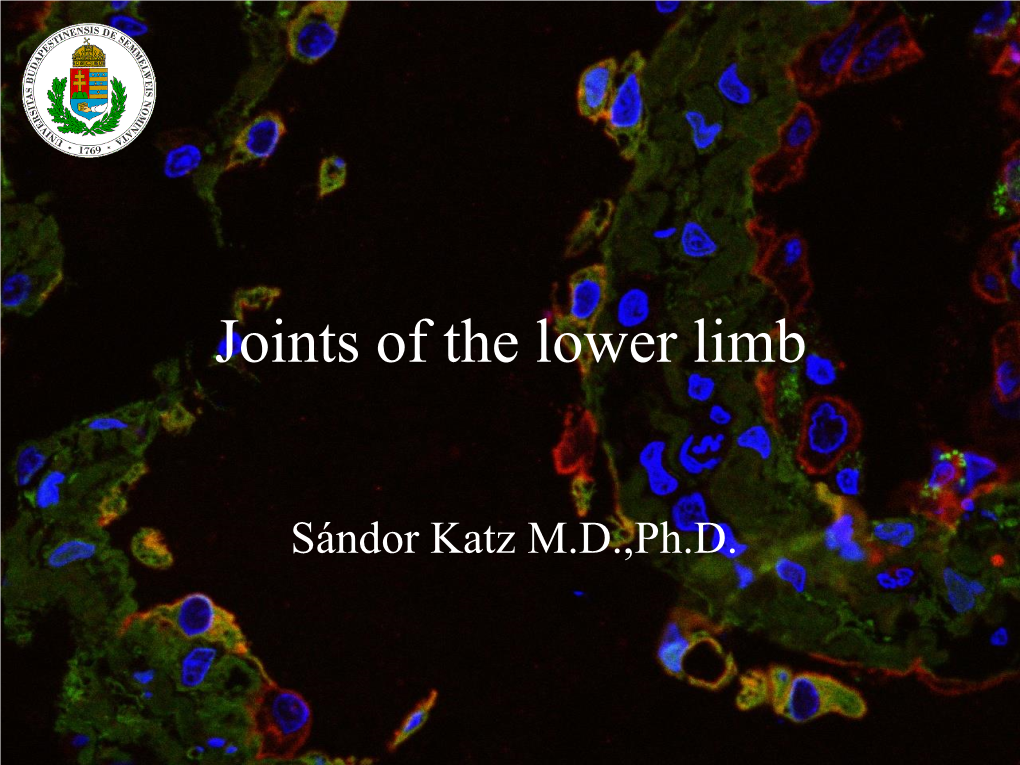 Gross Anatomy of the Lower Limb. Knee and Ankle Joint. Walking