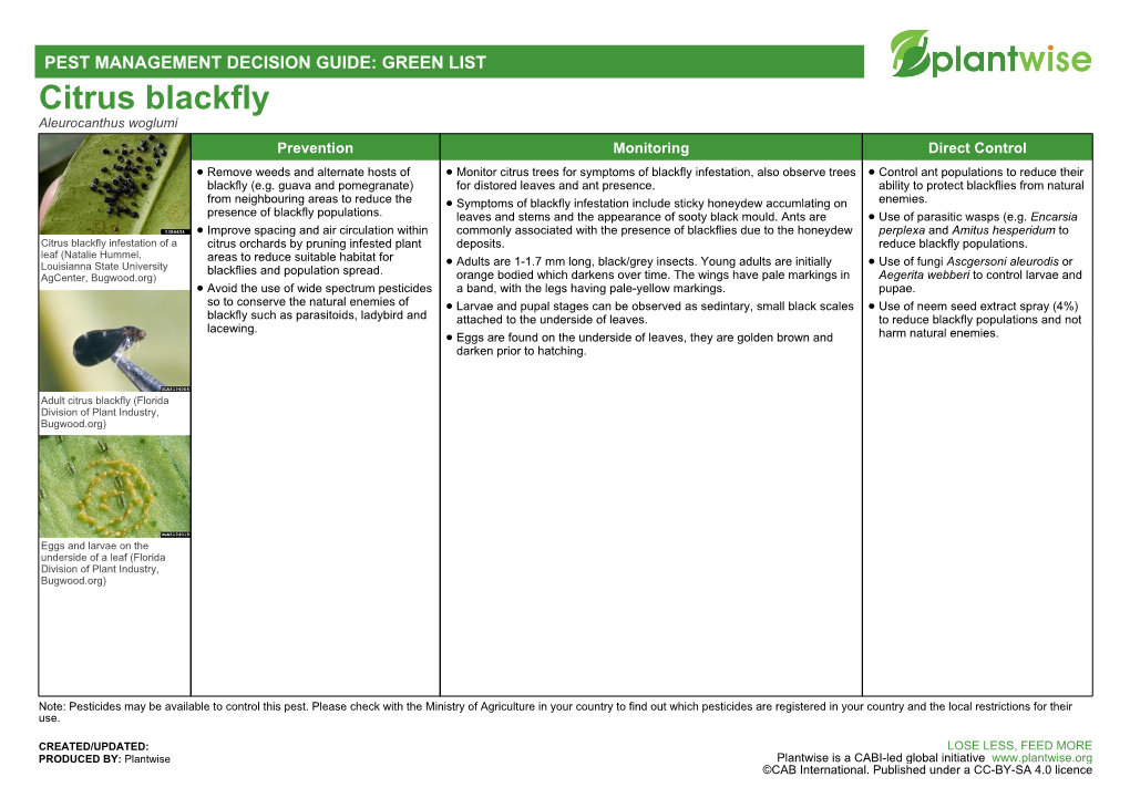Citrus Blackfly Aleurocanthus Woglumi Prevention Monitoring Direct Control