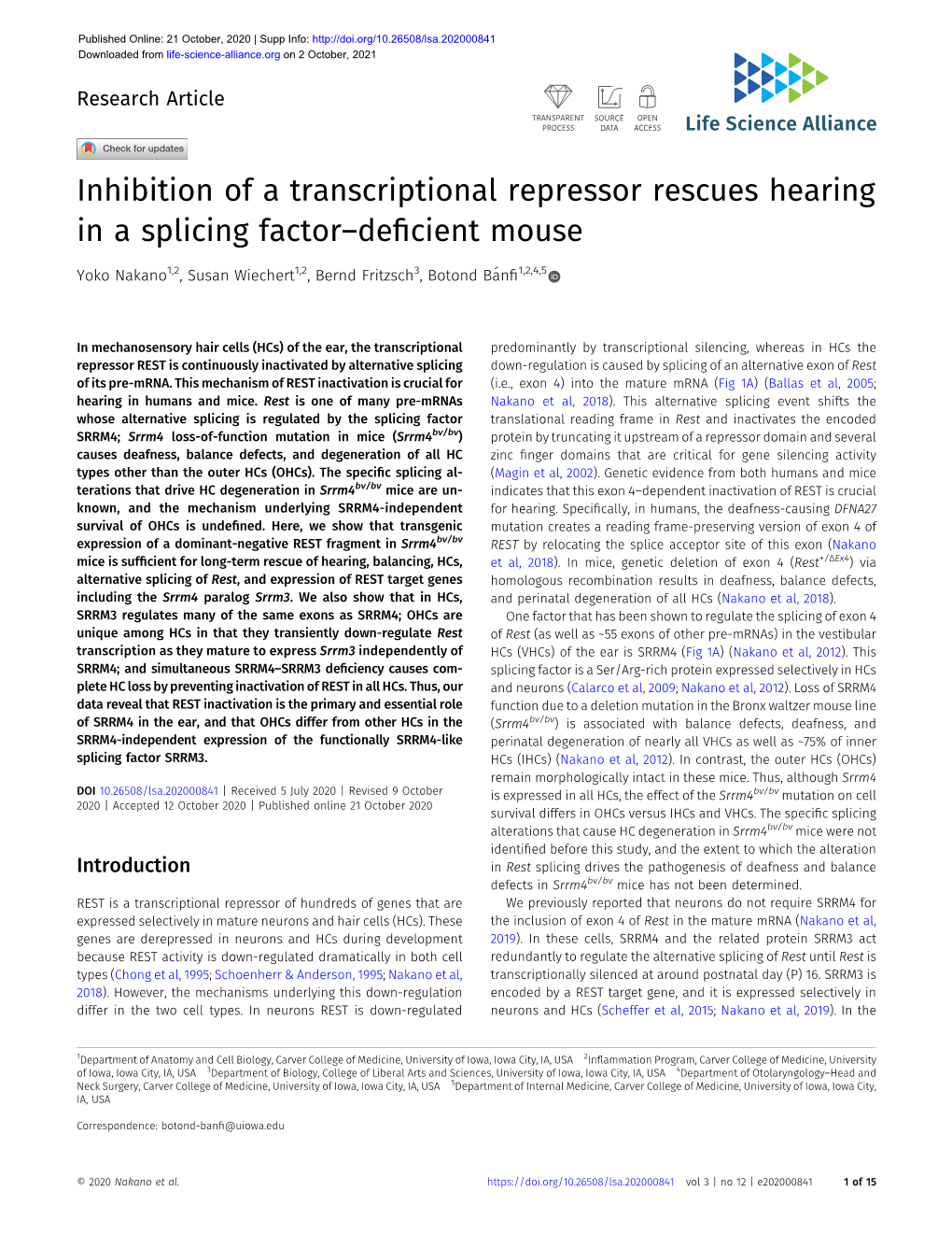 Inhibition of a Transcriptional Repressor Rescues Hearing in a Splicing Factor–Deﬁcient Mouse