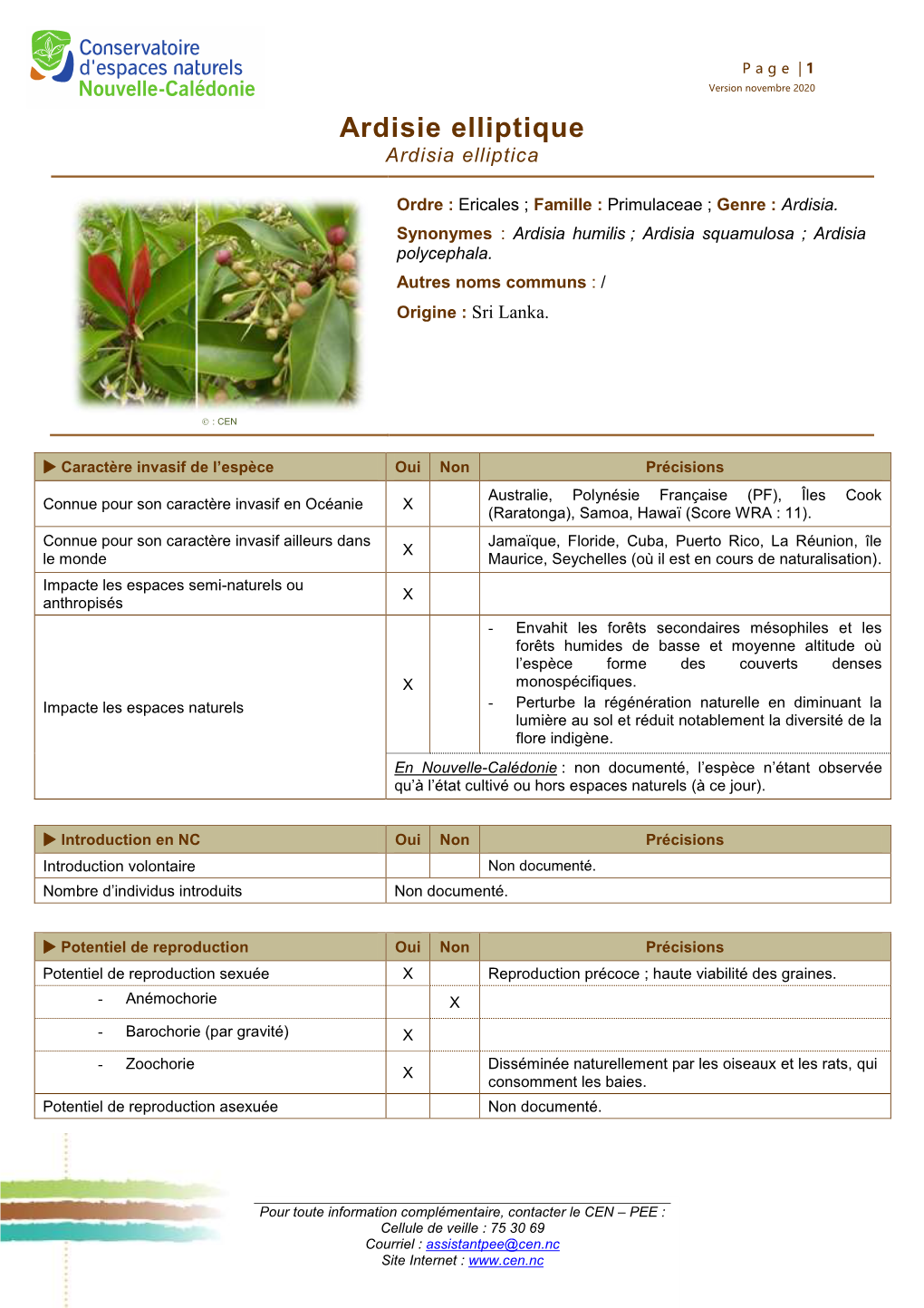 Ardisie Elliptique Ardisia Elliptica