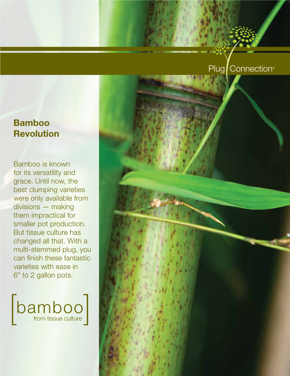 Bamboo Revolution