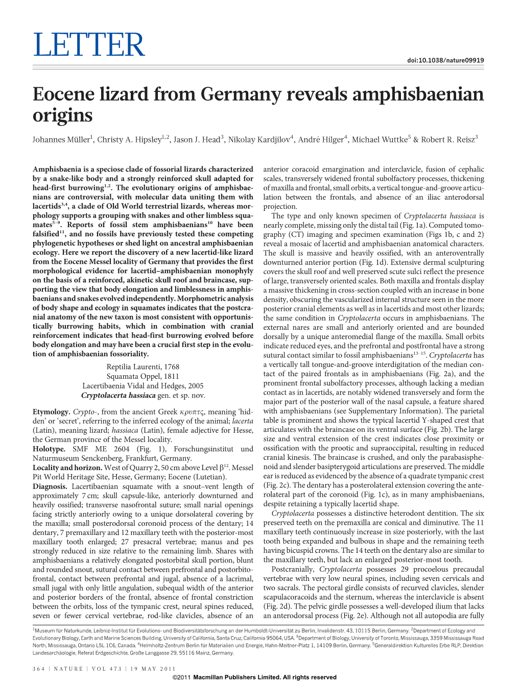 Eocene Lizard from Germany Reveals Amphisbaenian Origins