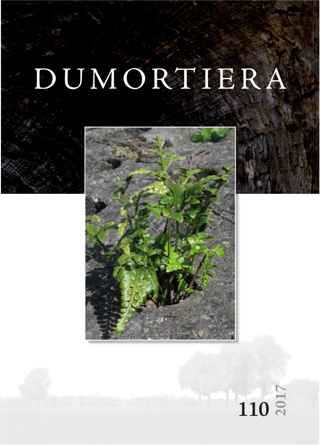 Dumortiera 110