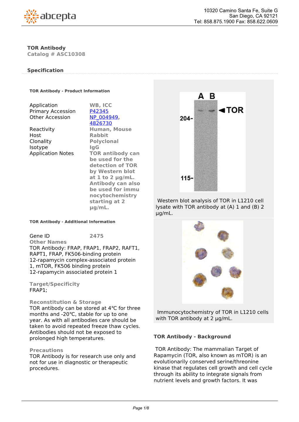 TOR Antibody Catalog # ASC10308