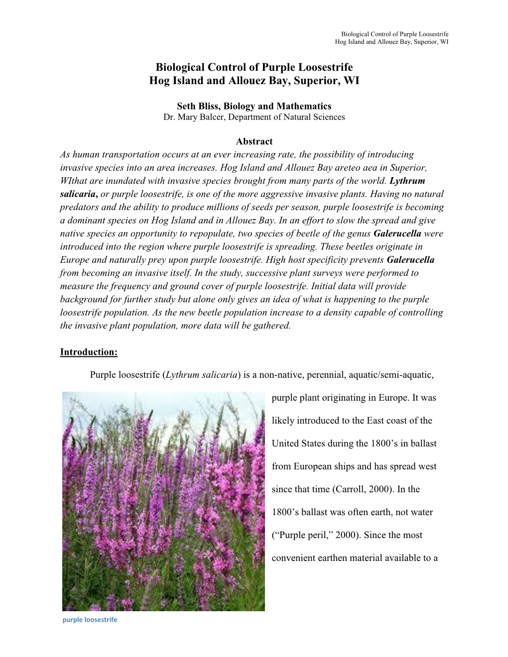 Biological Control of Purple Loosestrife, Seth Bliss