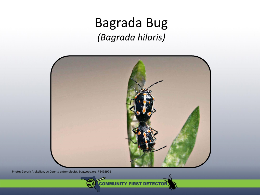 Bagrada Bug (Bagrada Hilaris)