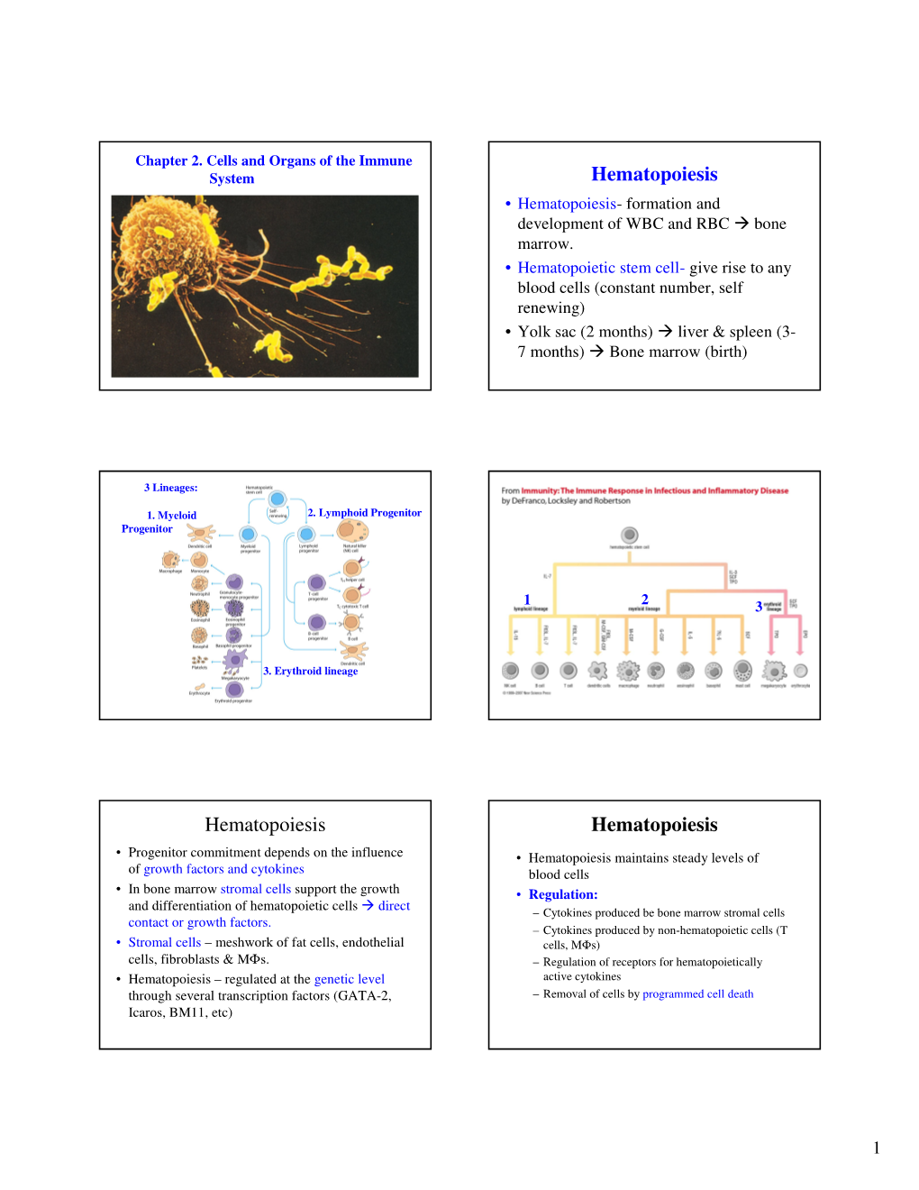 Hematopoiesis Hematopoiesis Hematopoiesis