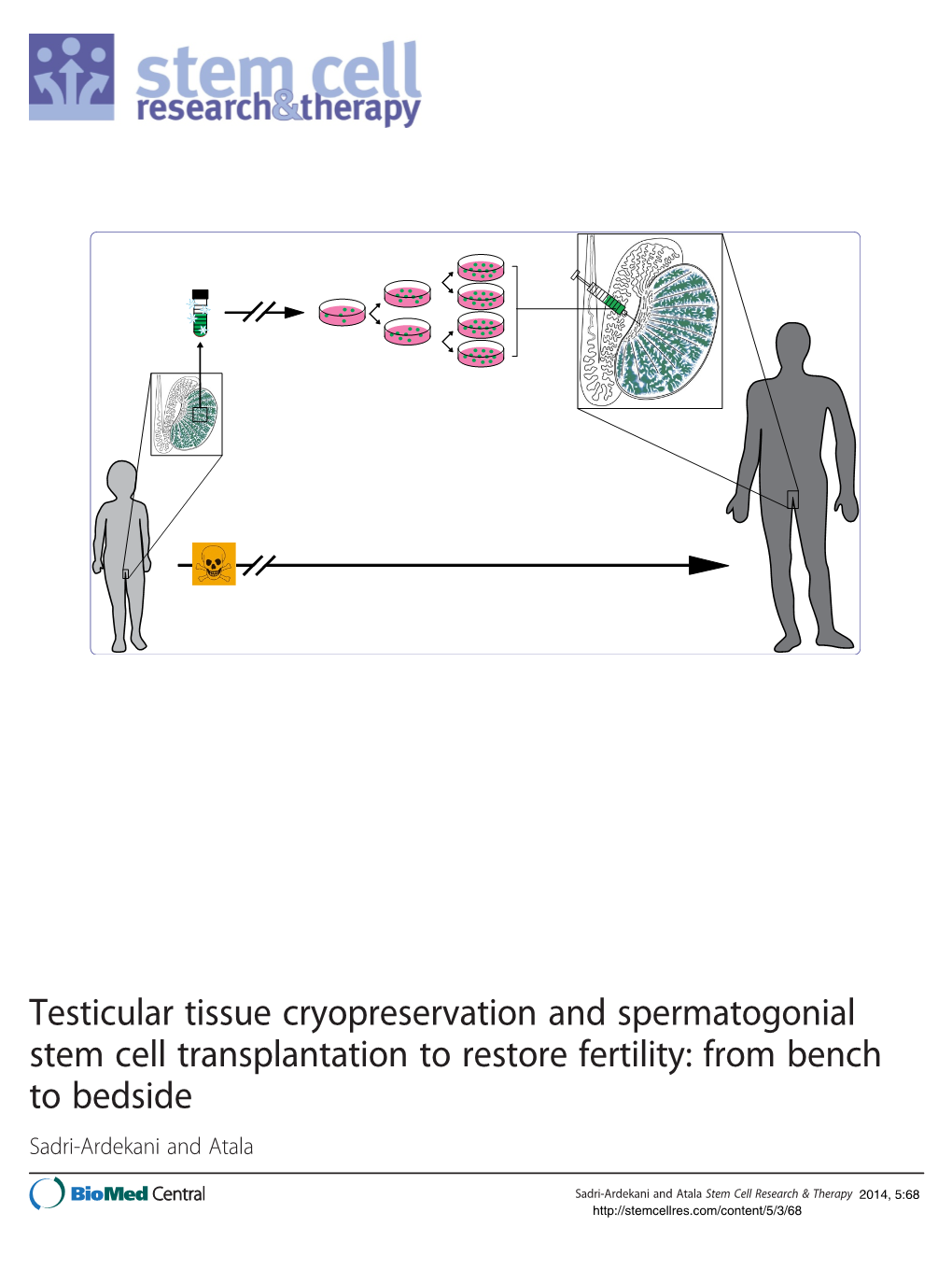 Testicular Tissue Cryopreservation and Spermatogonial Stem Cell Transplantation to Restore Fertility: from Bench to Bedside Sadri-Ardekani and Atala