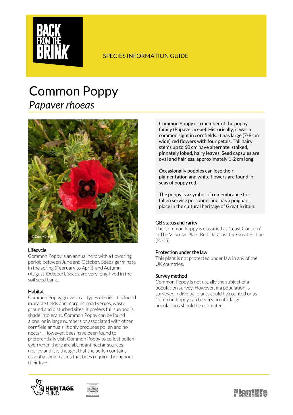 Papaver Rhoeas