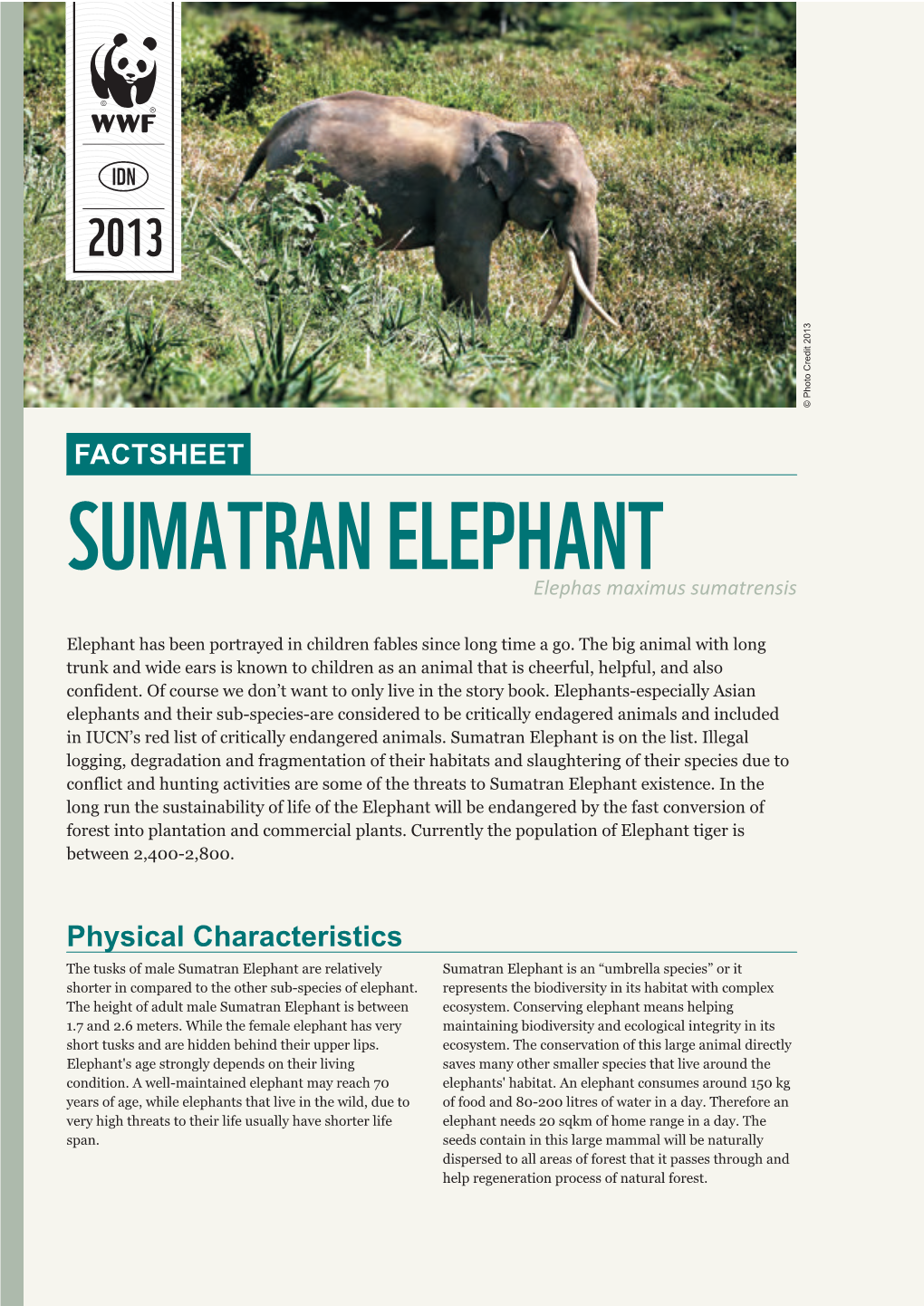 SUMATRAN ELEPHANT Elephas Maximus Sumatrensis